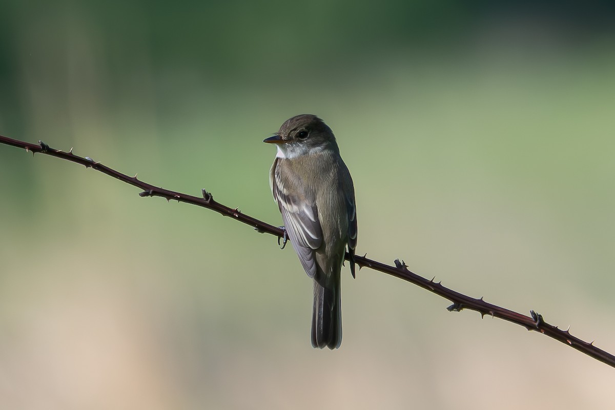 Willow Flycatcher - ML659643620