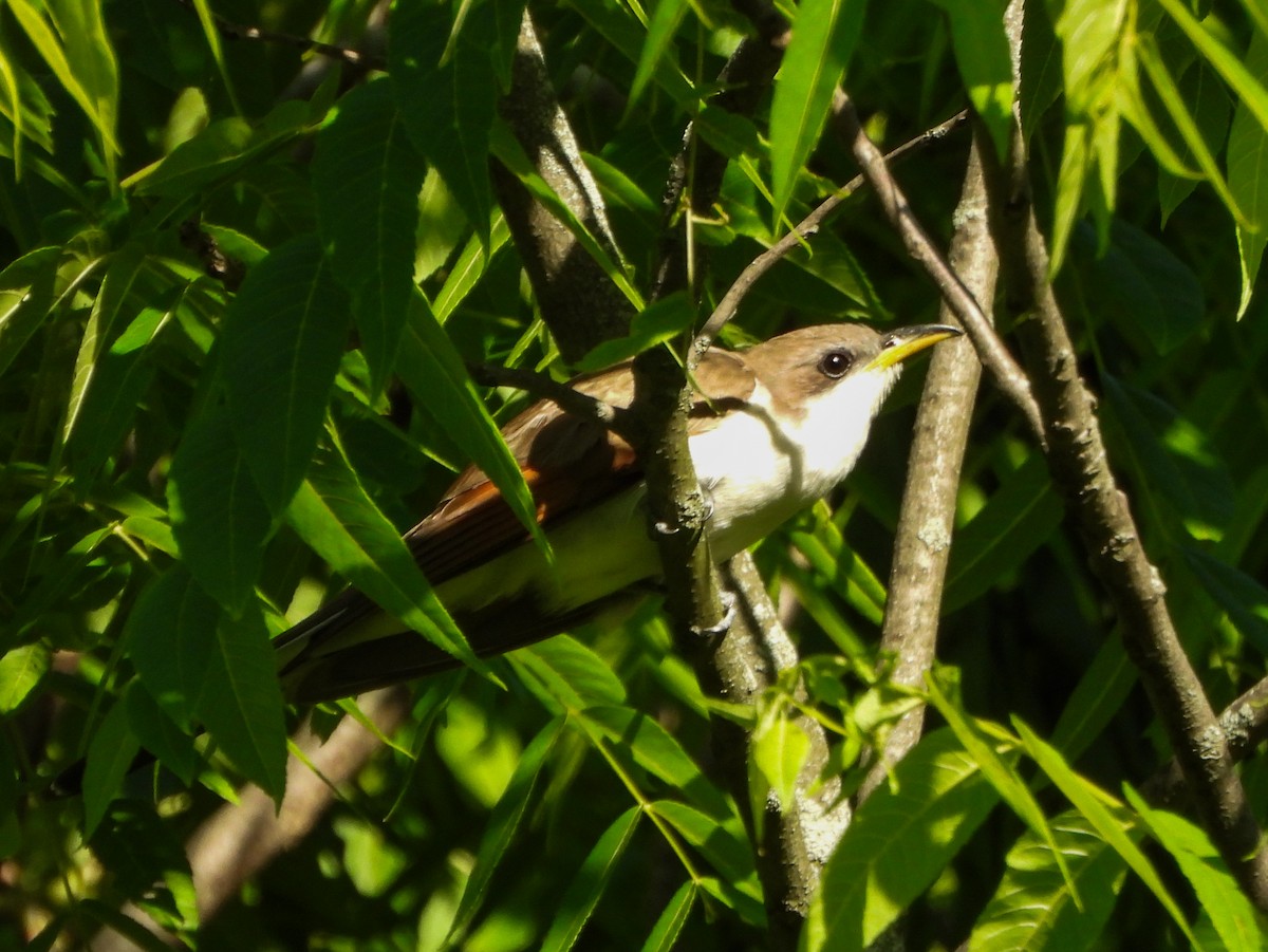 Cuclillo Piquigualdo - ML659644019