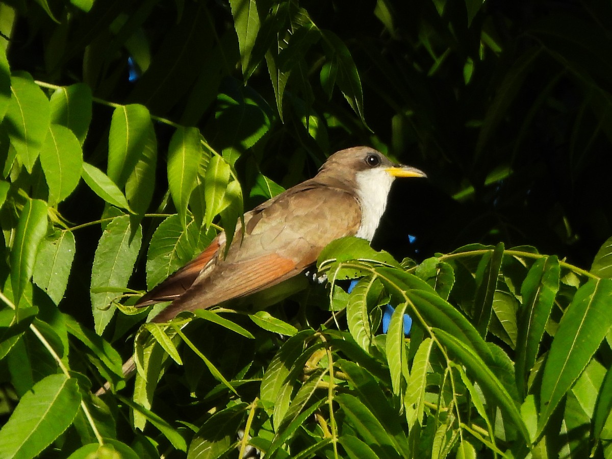 Cuclillo Piquigualdo - ML659644021