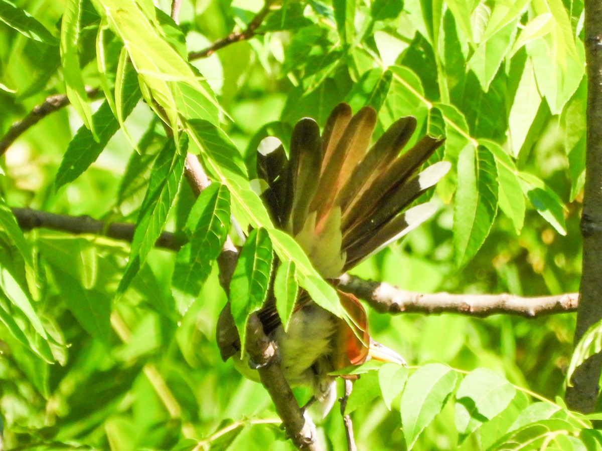 Cuclillo Piquigualdo - ML659644022