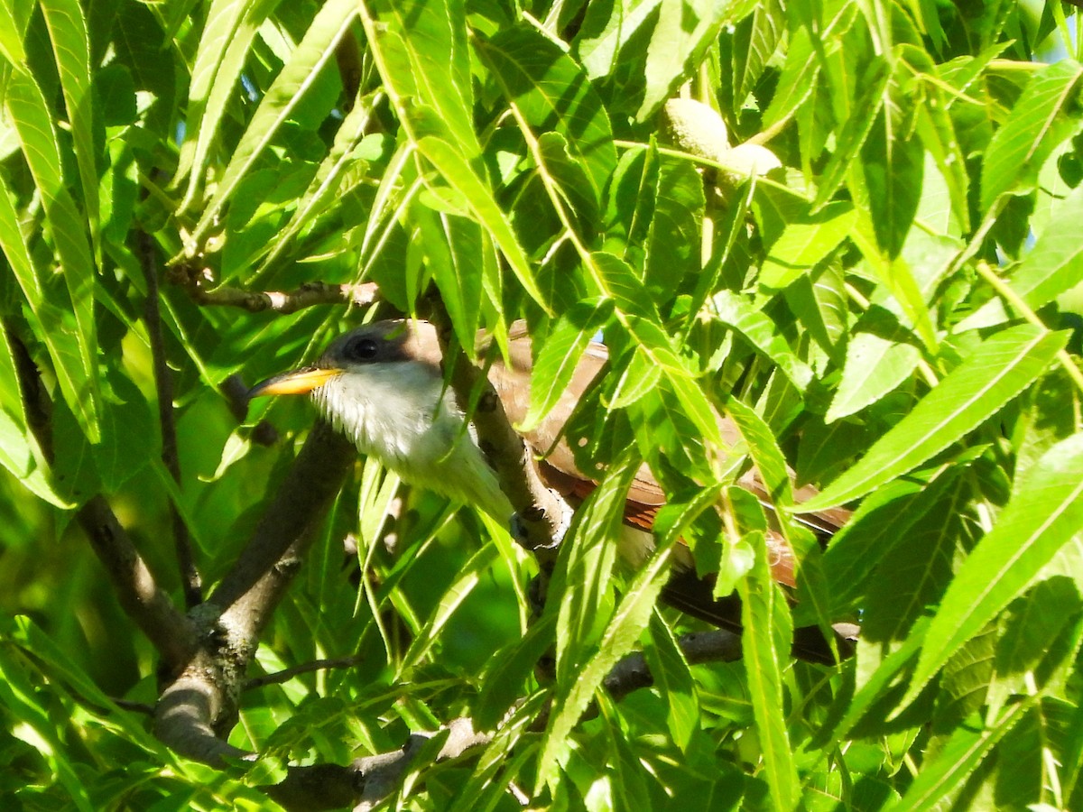 Cuclillo Piquigualdo - ML659644023