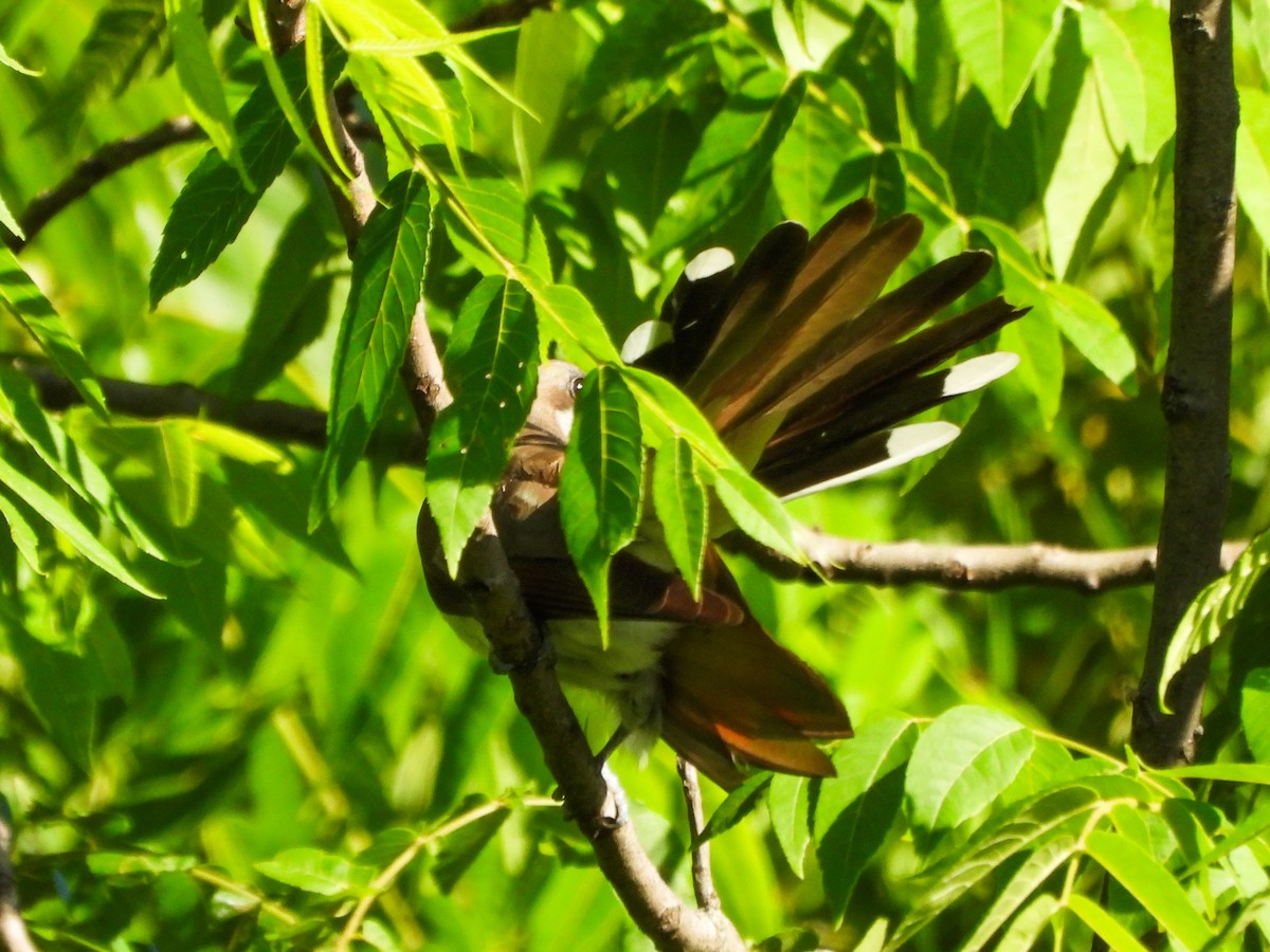 Cuclillo Piquigualdo - ML659644024