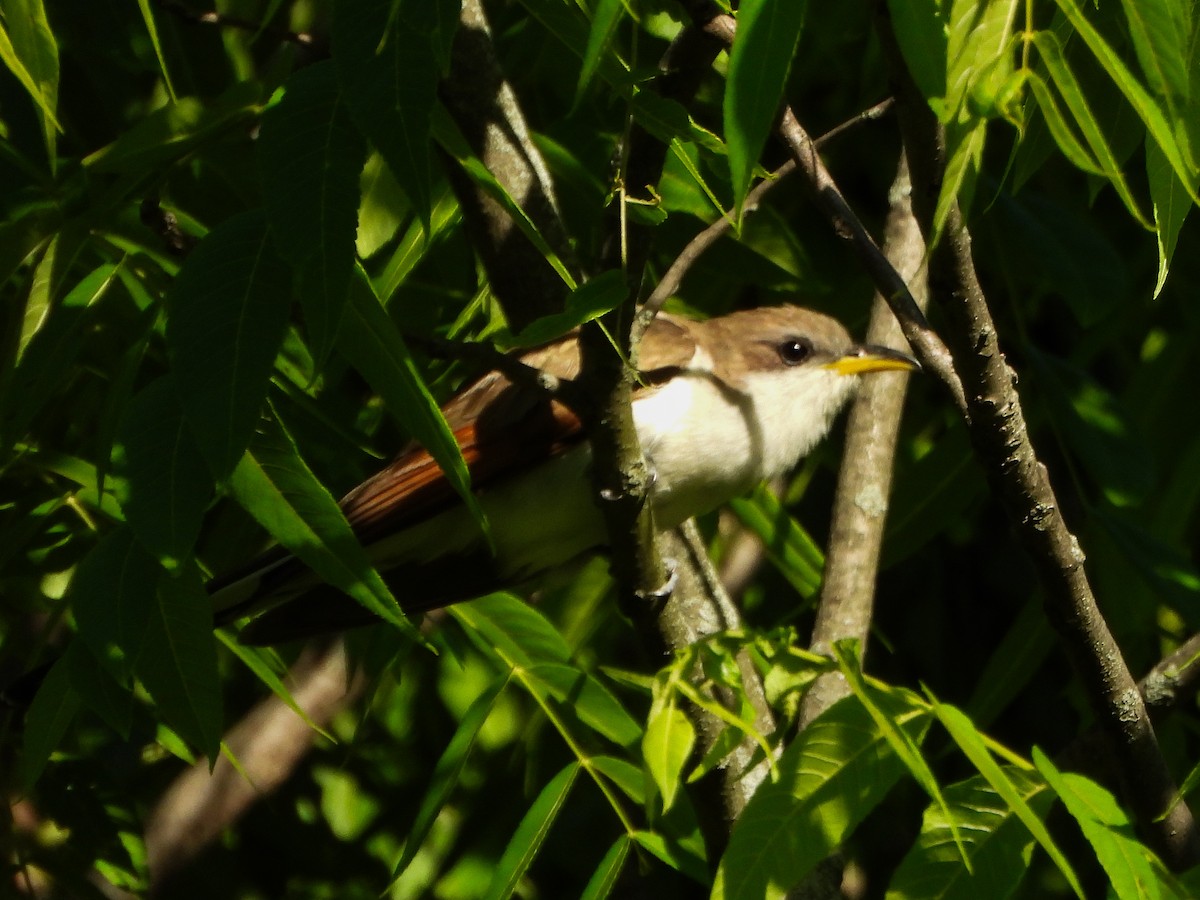 Cuclillo Piquigualdo - ML659644034