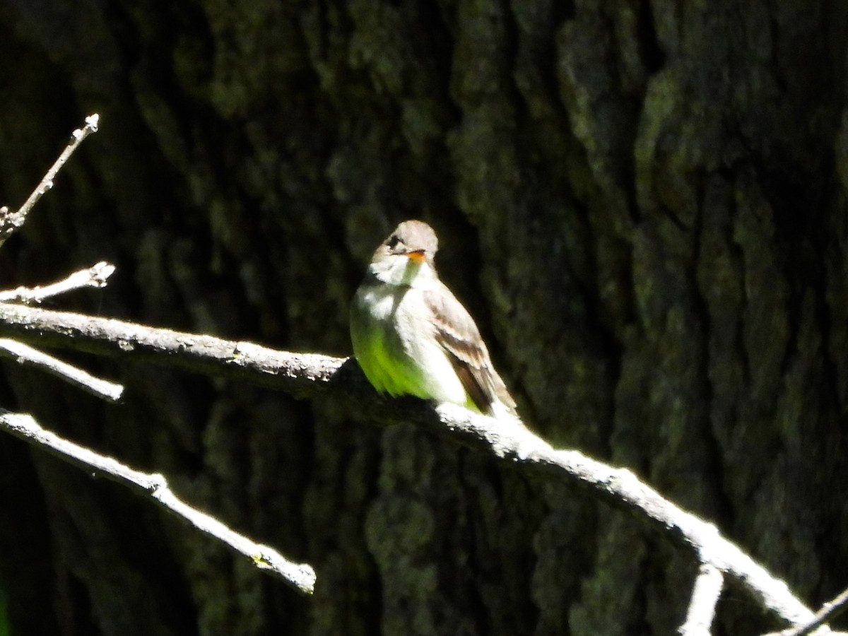 Eastern Wood-Pewee - ML659644427