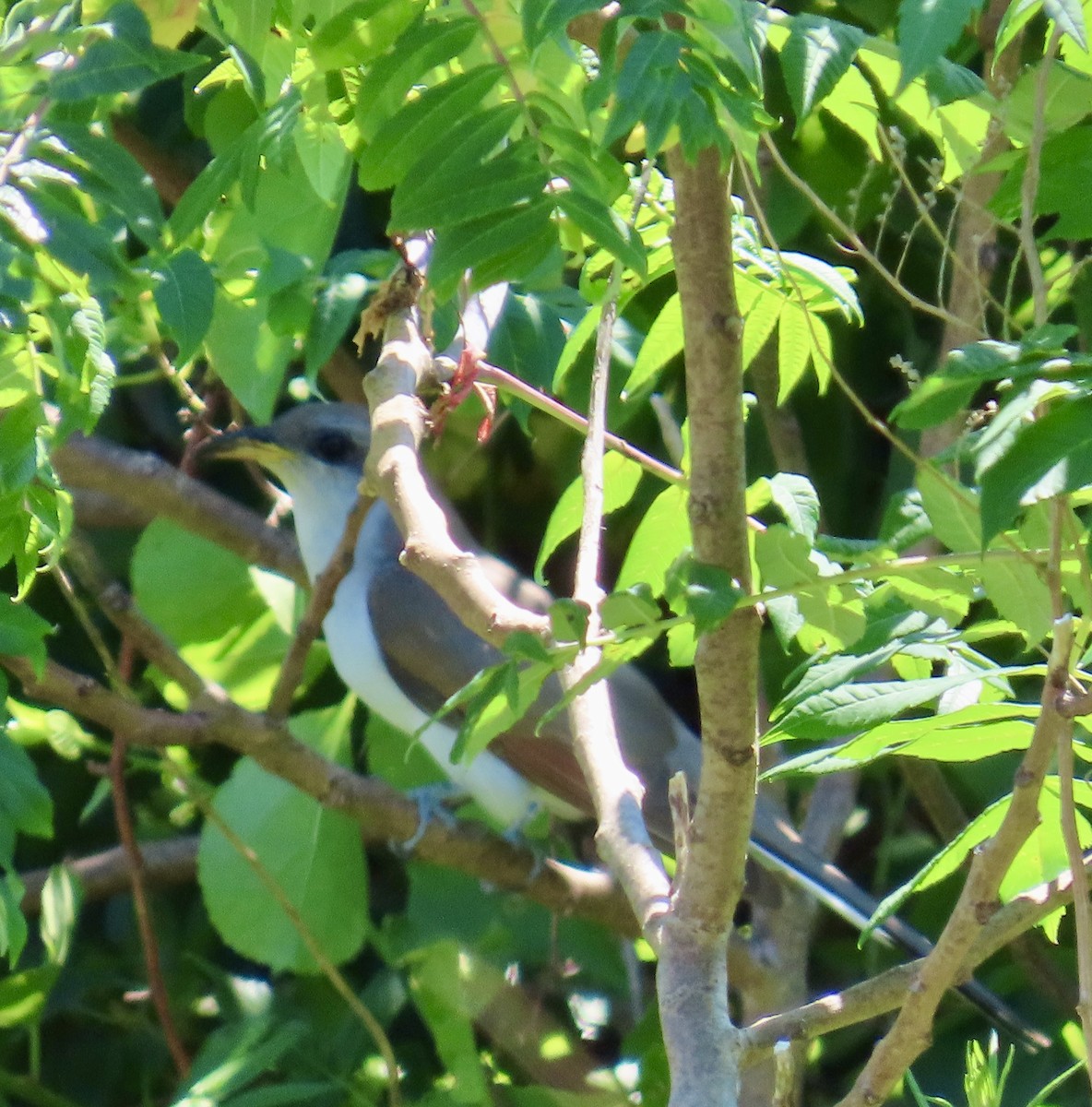 Cuclillo Piquigualdo - ML659644443