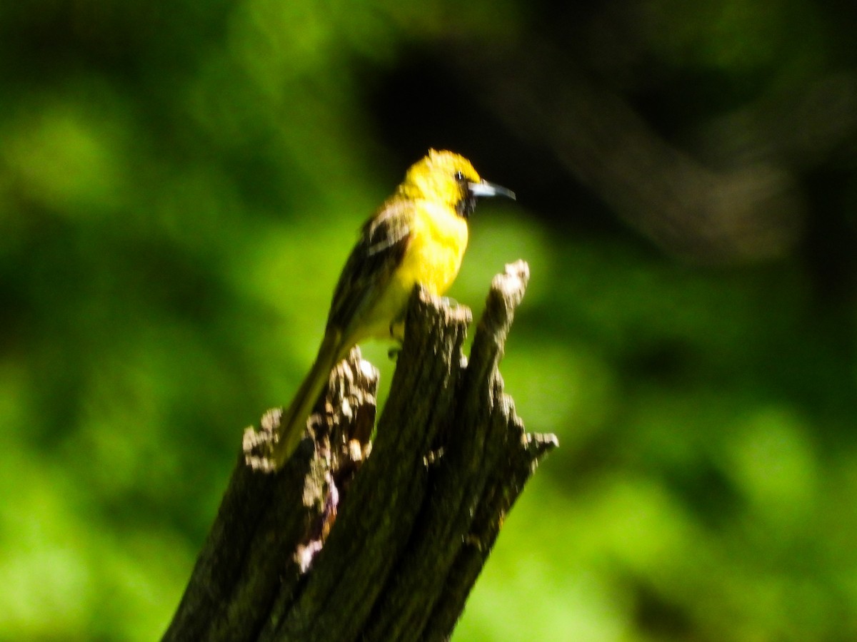 Orchard Oriole - ML659644470