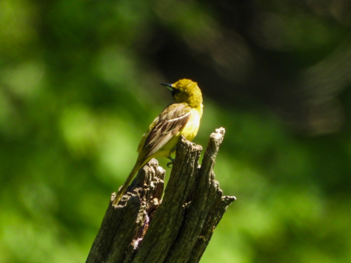 Orchard Oriole - ML659644471