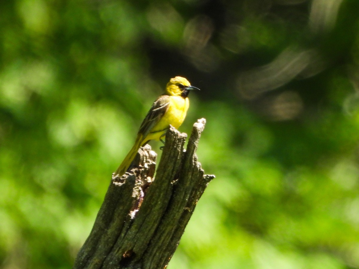Orchard Oriole - ML659644472