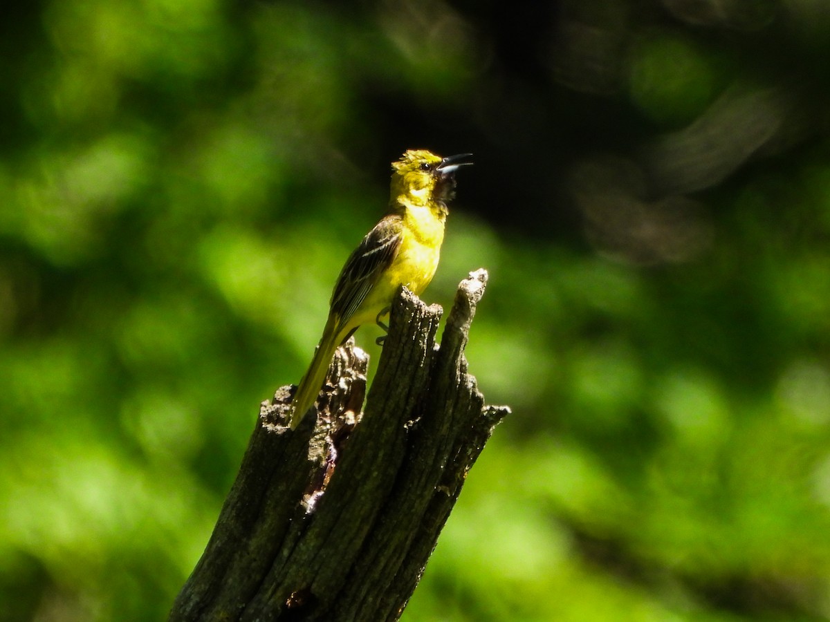 Orchard Oriole - ML659644473