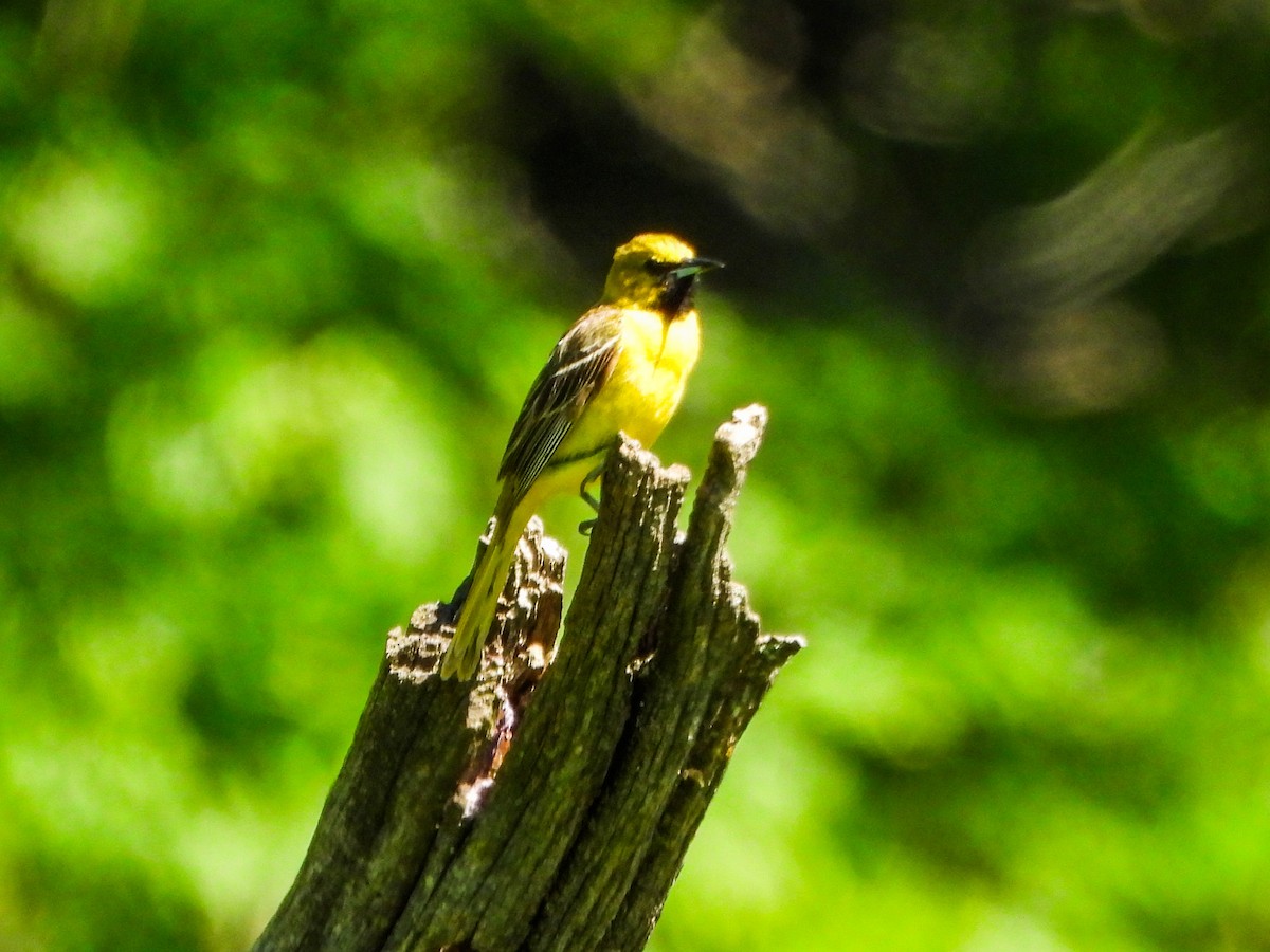 Orchard Oriole - ML659644474