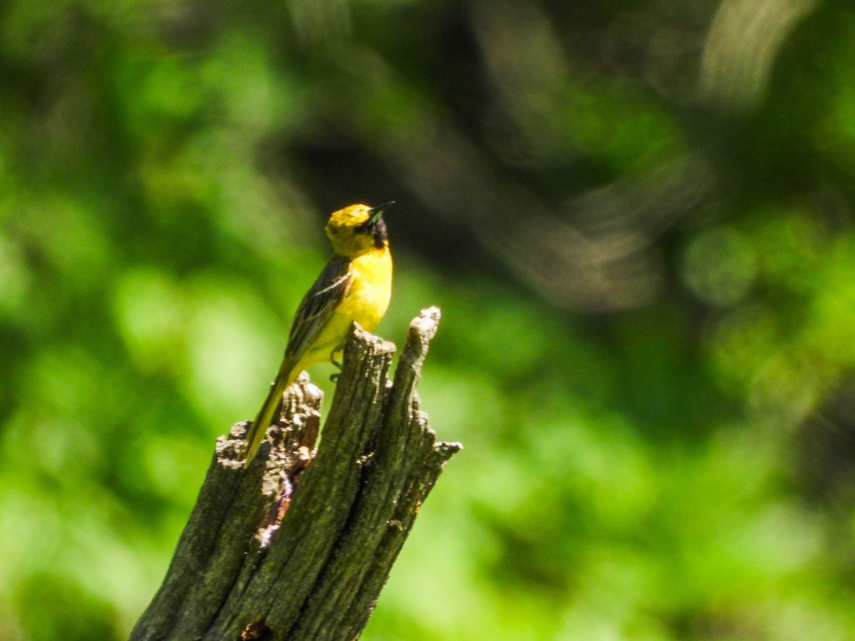Orchard Oriole - ML659644475