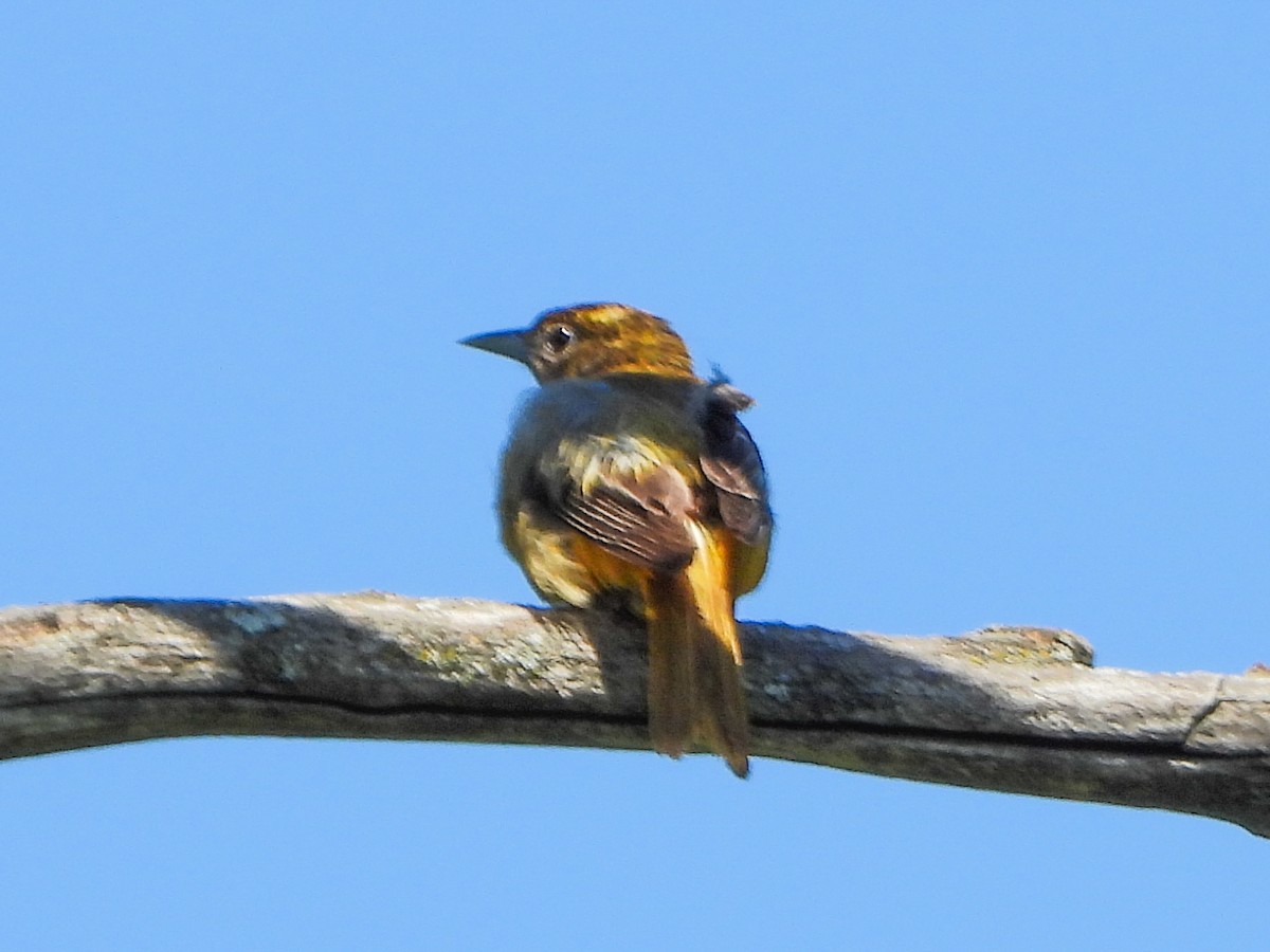 Baltimore Oriole - ML659644488