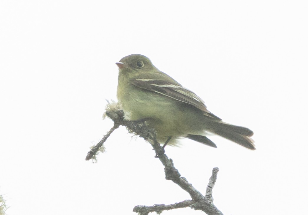 Yellow-bellied Flycatcher - ML659644666