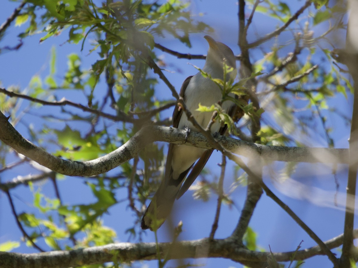 Cuclillo Piquigualdo - ML659644724