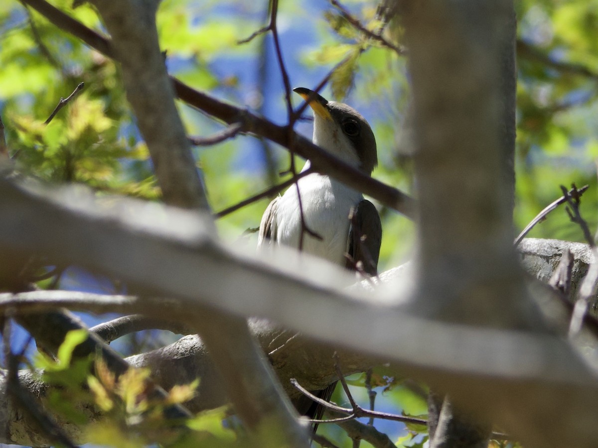 Cuclillo Piquigualdo - ML659644725