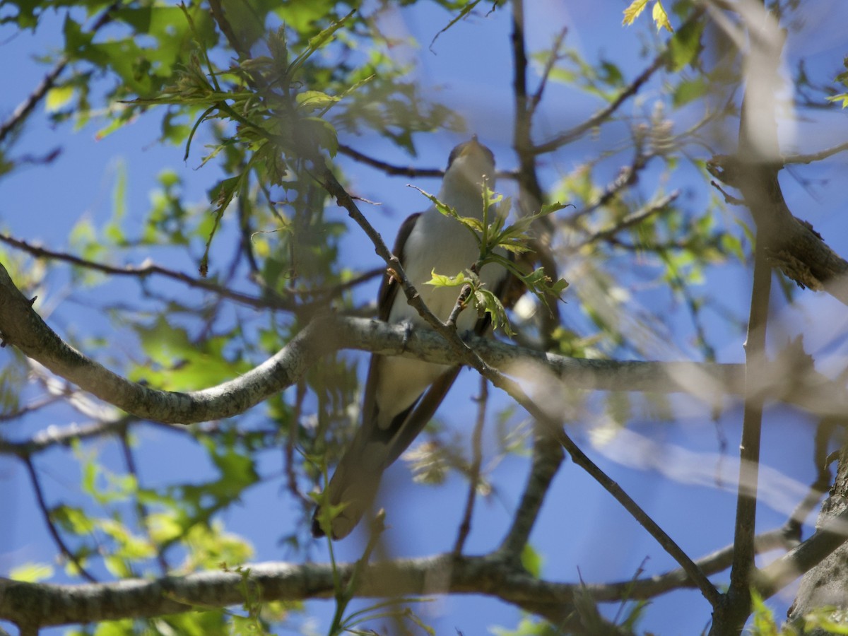 Cuclillo Piquigualdo - ML659644726