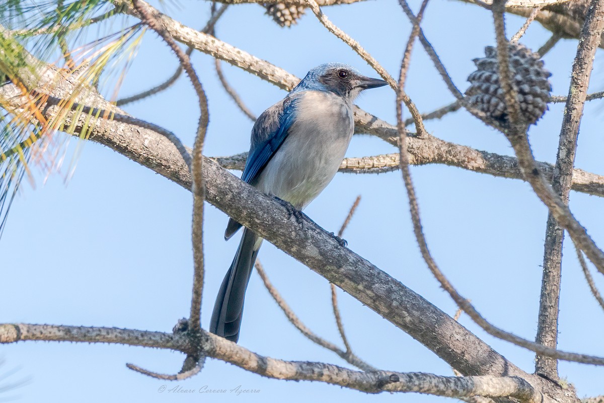 Woodhouse's Scrub-Jay - ML659645630