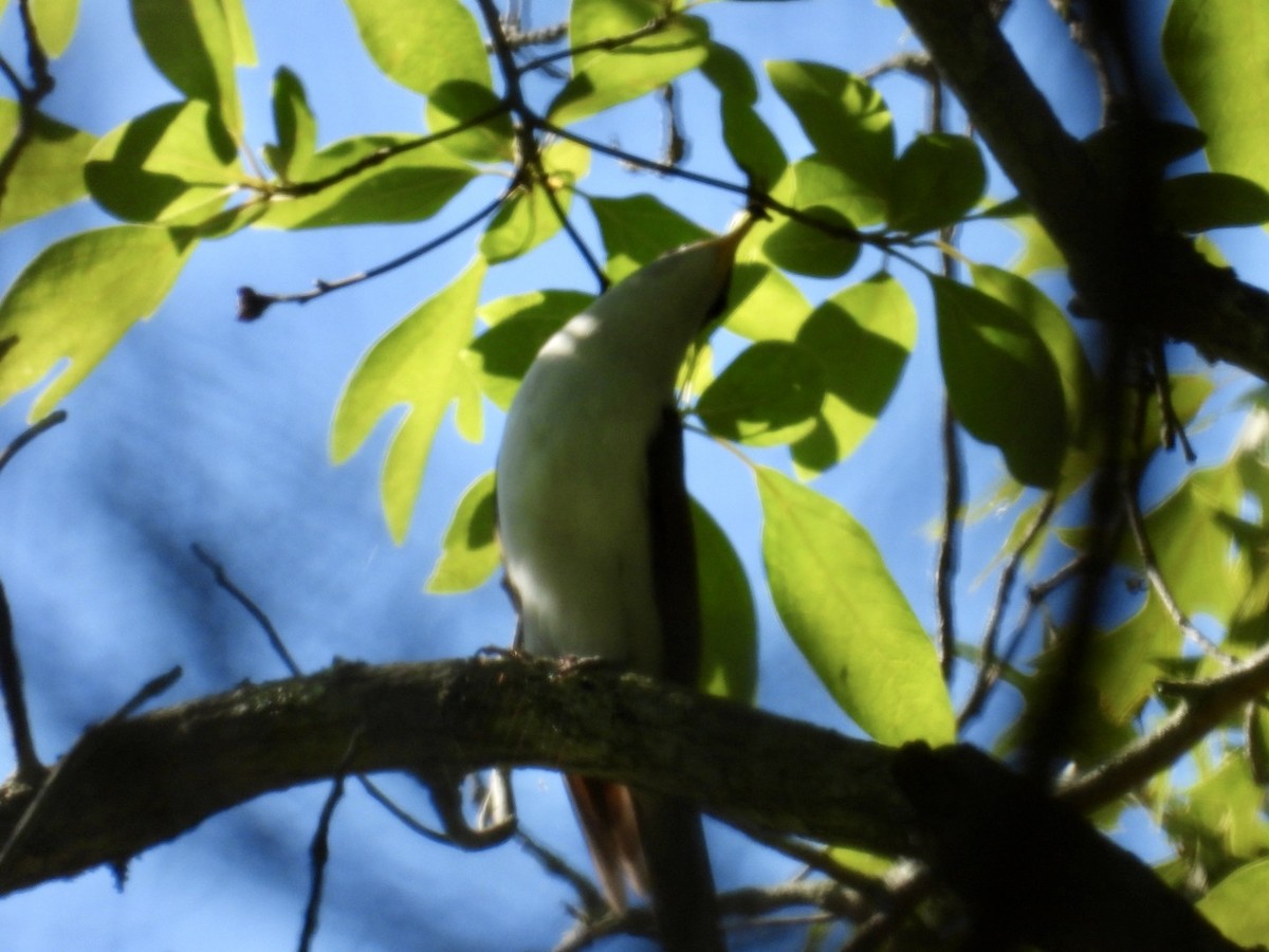Cuclillo Piquigualdo - ML659648160