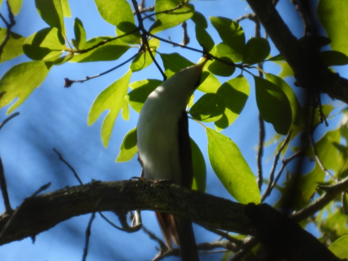 Cuclillo Piquigualdo - ML659648161