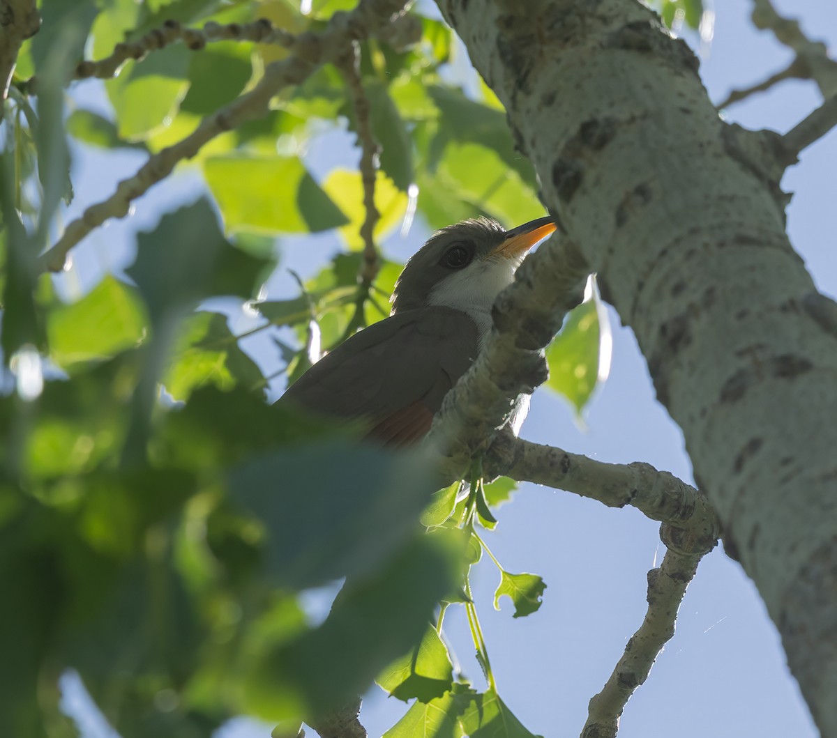 Cuclillo Piquigualdo - ML659648674