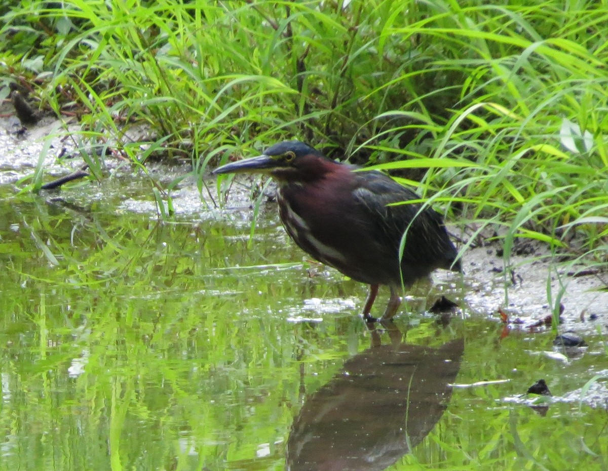 Green Heron - ML65964941