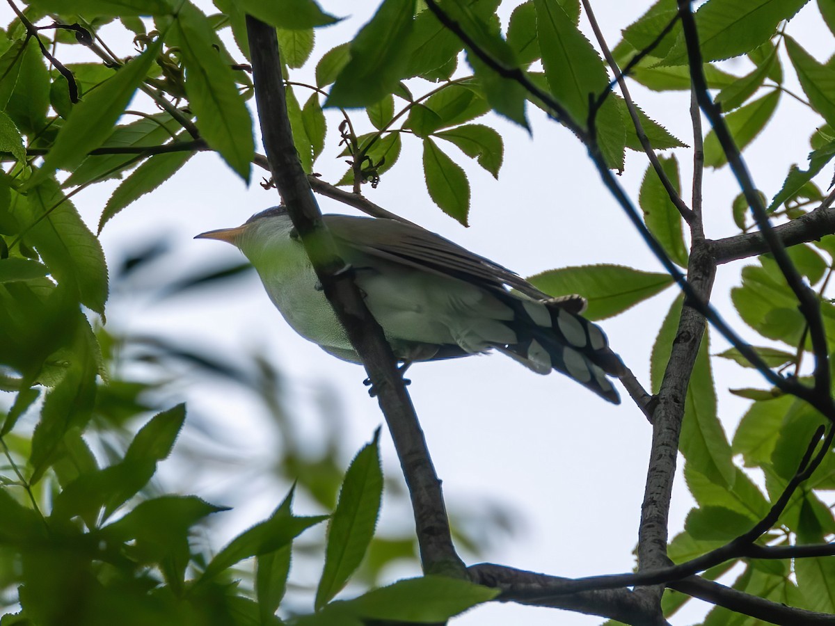 Cuclillo Piquigualdo - ML659649805
