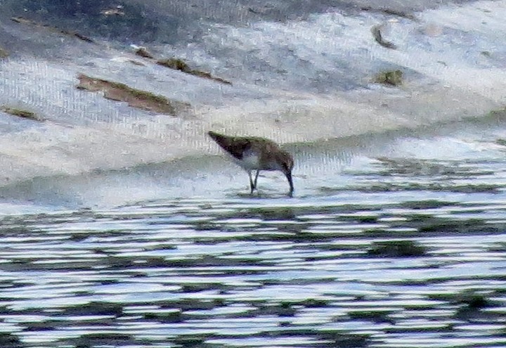 Semipalmated Sandpiper - ML65964981