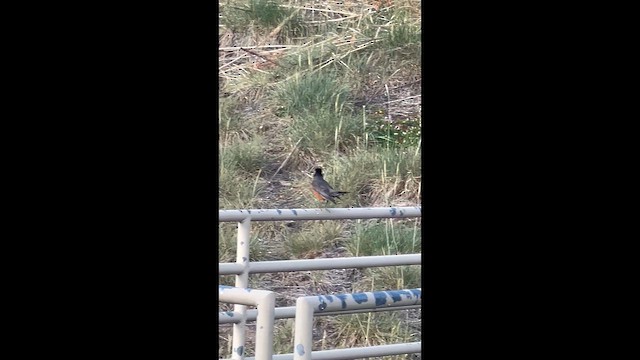 American Robin - ML659650325