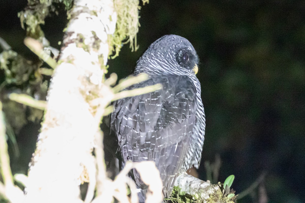 Black-banded Owl (San Isidro) - ML659650439