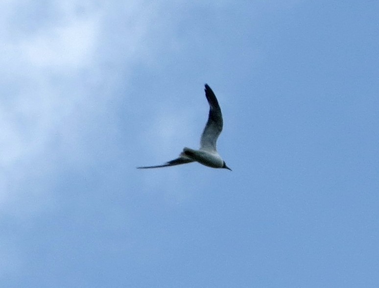 Laughing Gull - ML65965061