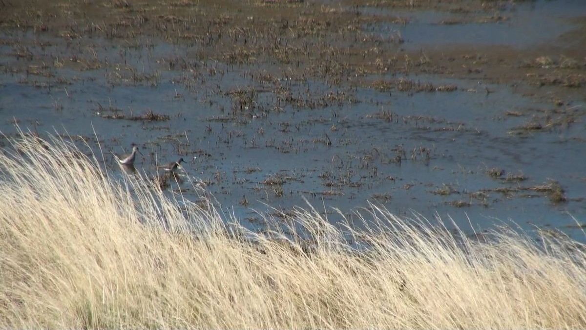 Greater Yellowlegs - ML659650656
