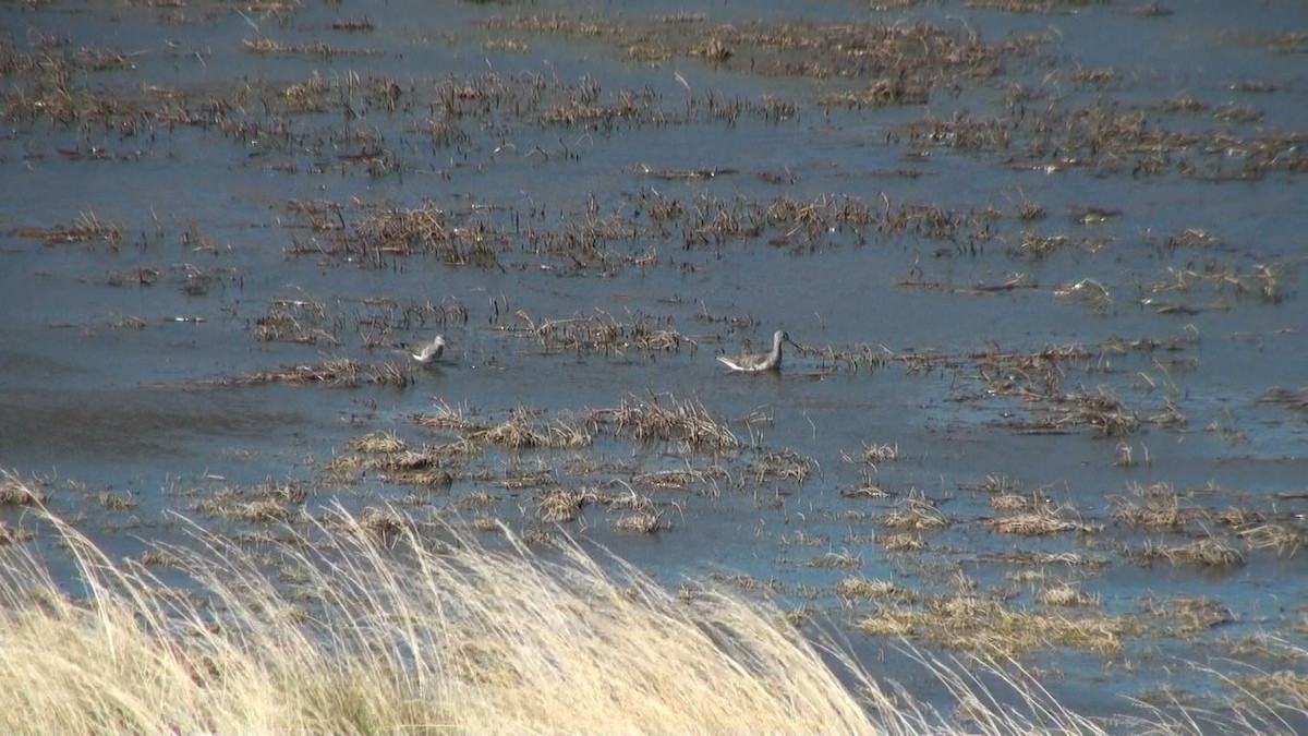 Greater Yellowlegs - ML659650657