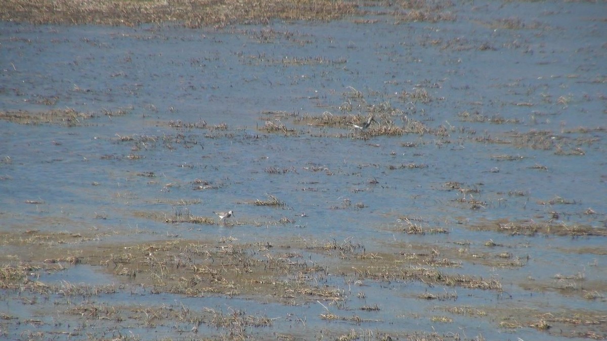 Greater Yellowlegs - ML659650658