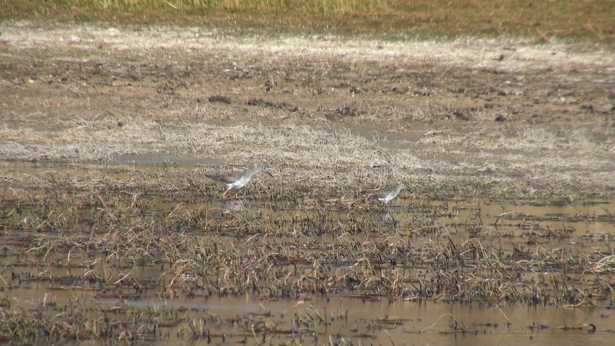 Greater Yellowlegs - ML659650659