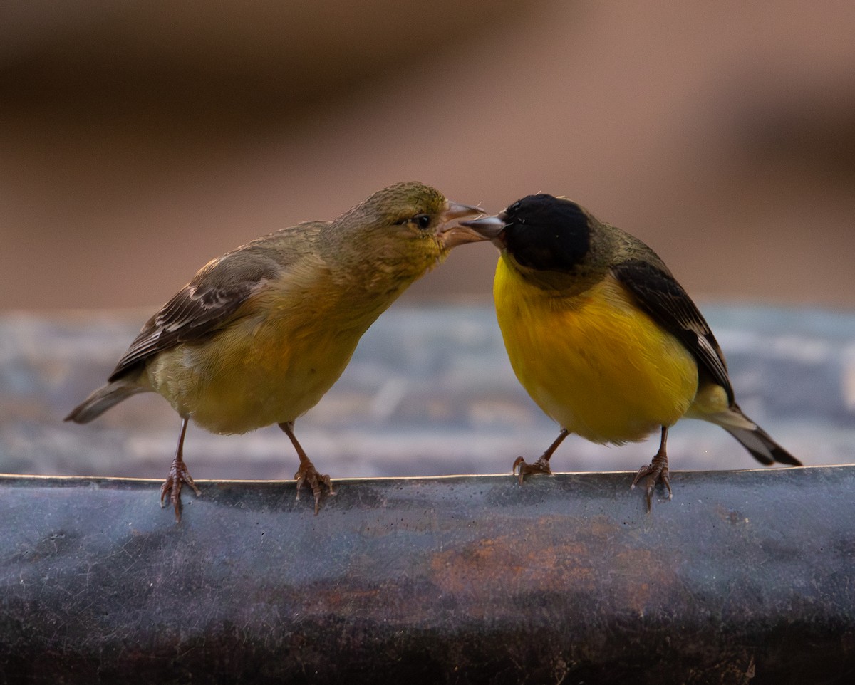 Lesser Goldfinch - ML659650690