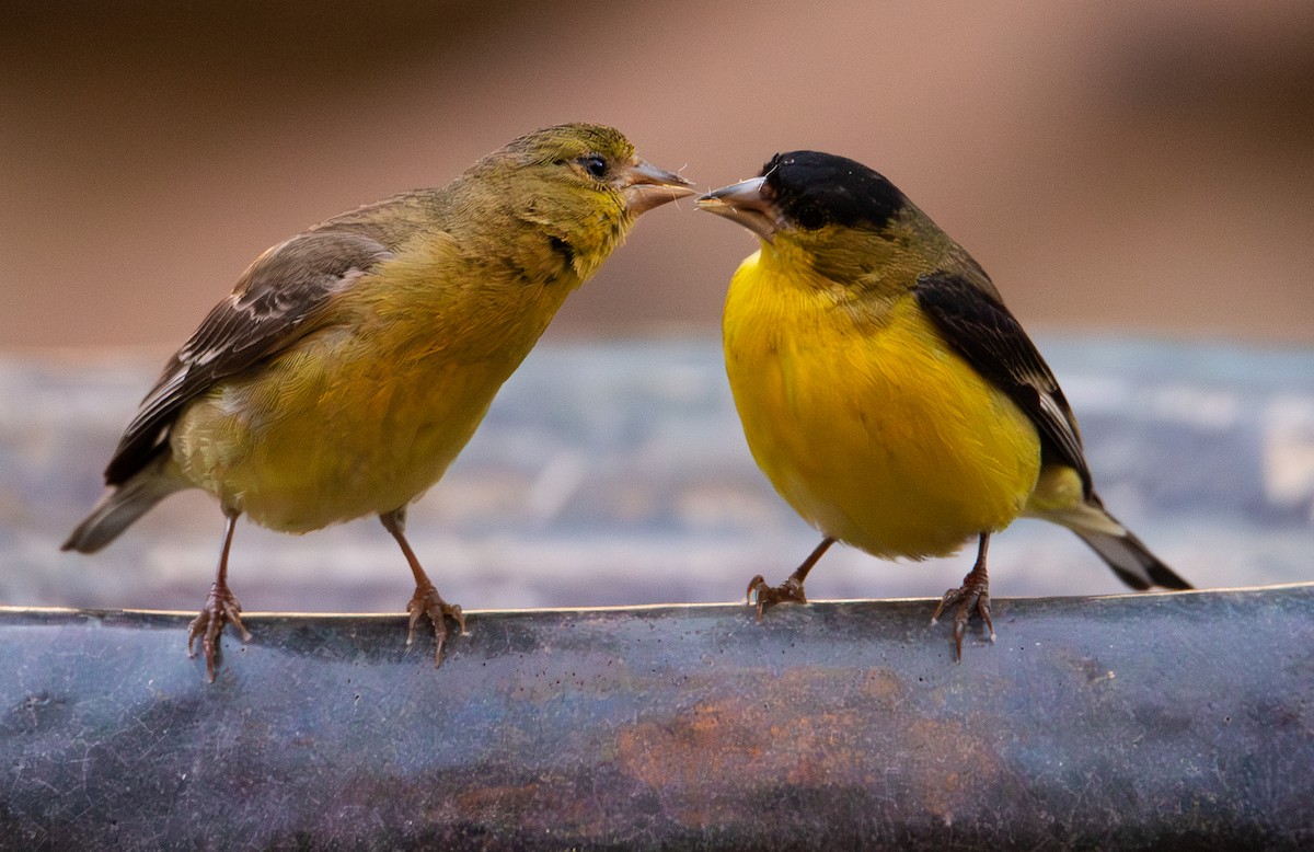 Lesser Goldfinch - ML659650691