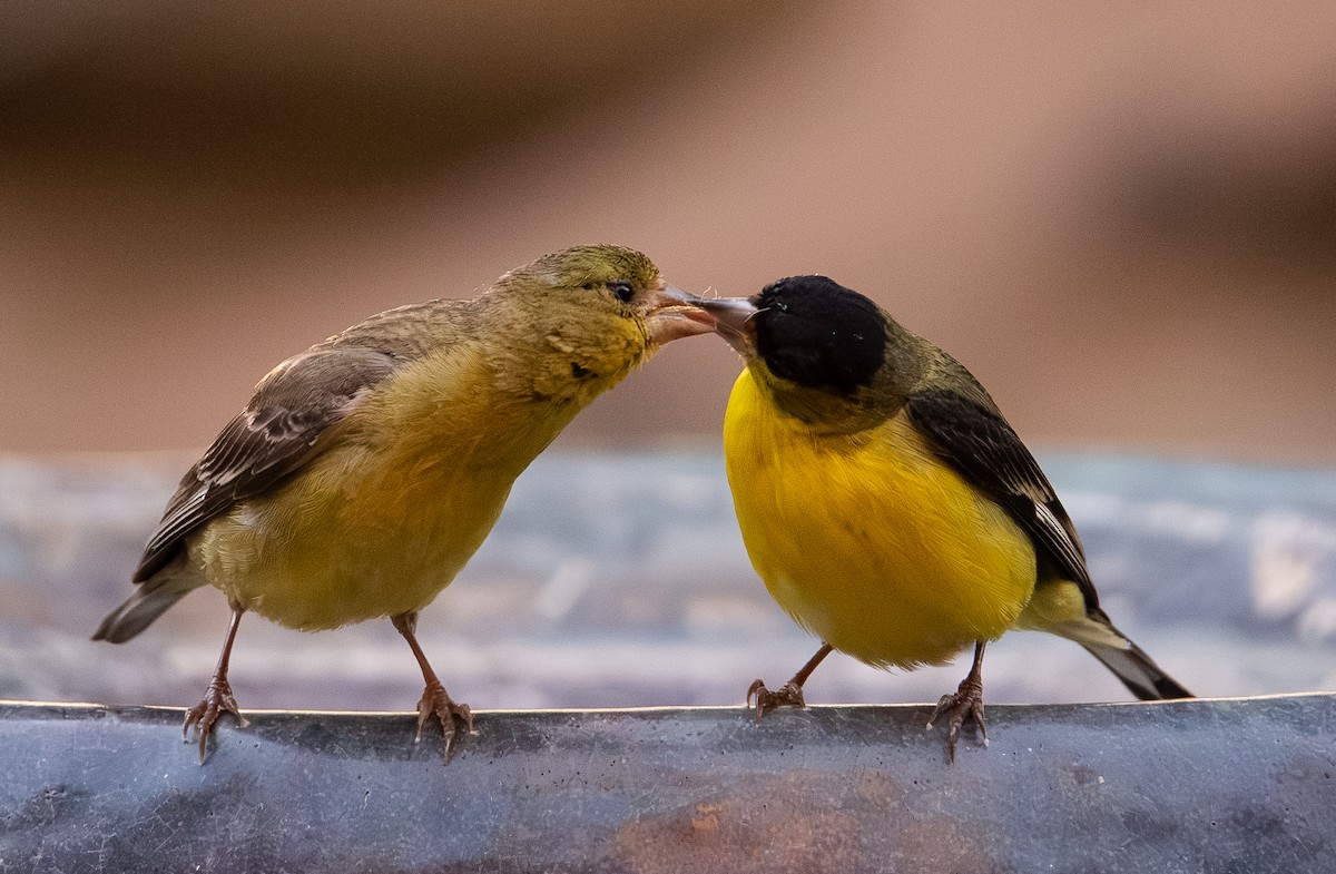 Lesser Goldfinch - ML659650705