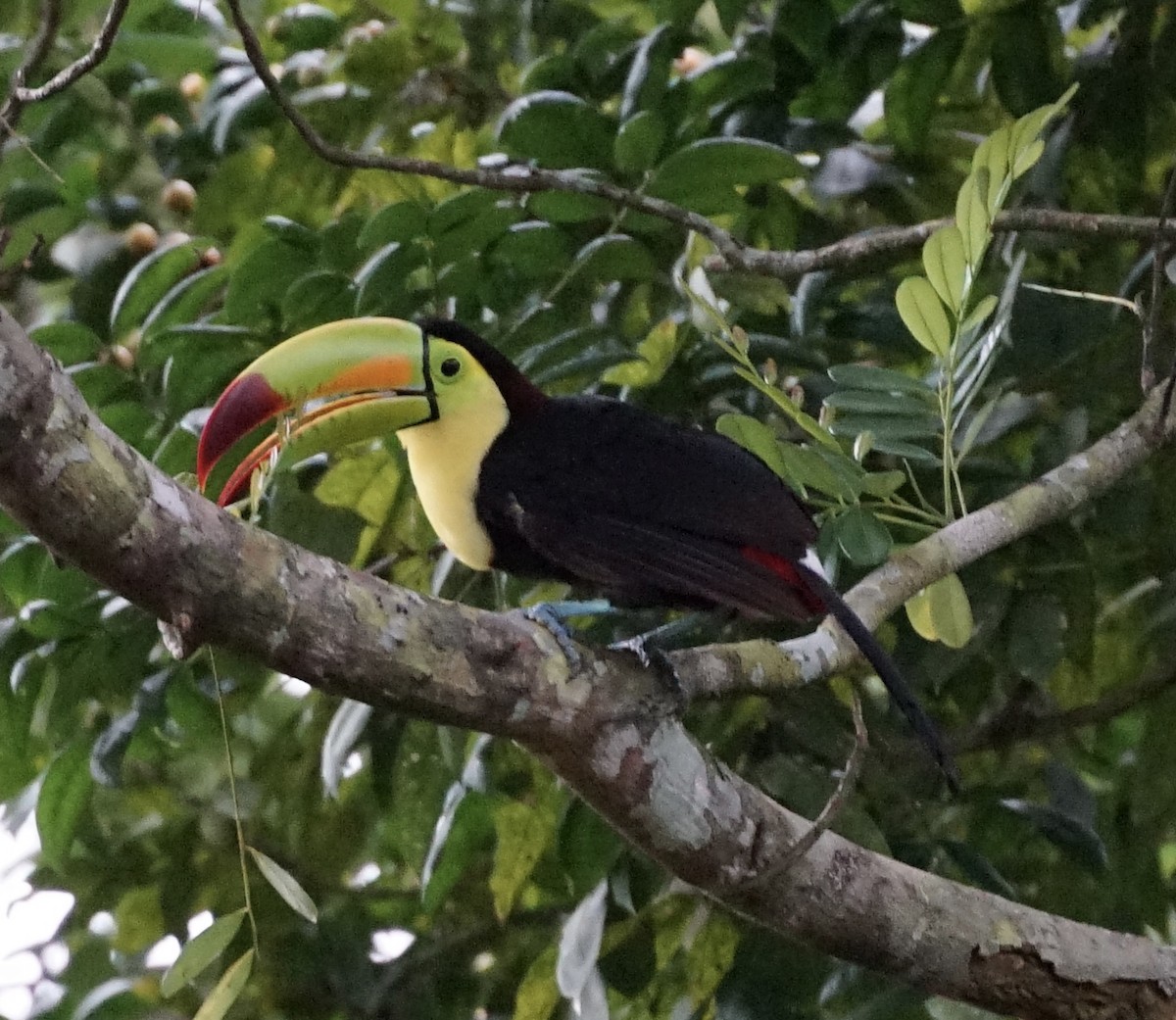 Keel-billed Toucan - ML659650770