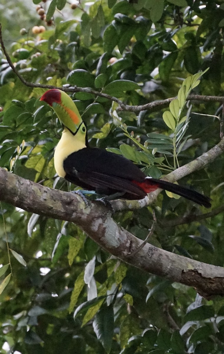 Keel-billed Toucan - ML659650771