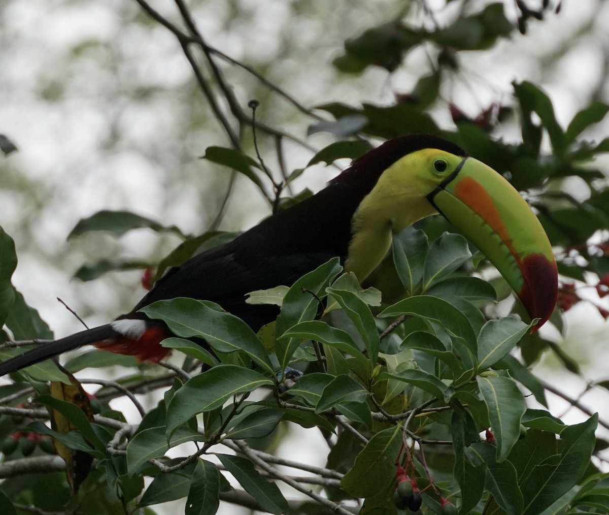Keel-billed Toucan - ML659650772