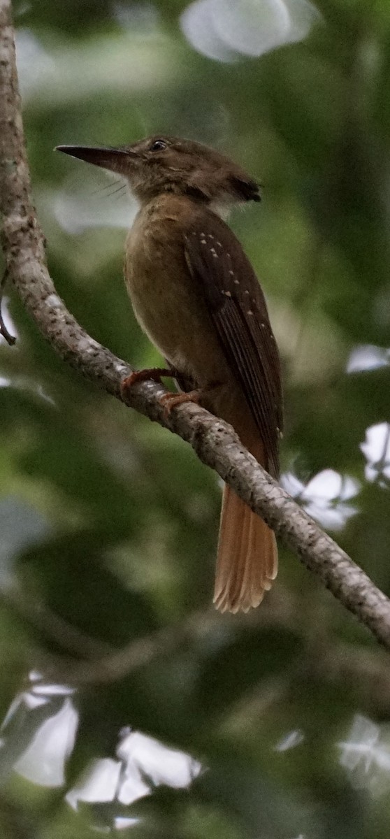 Tropical Royal Flycatcher - ML659650800