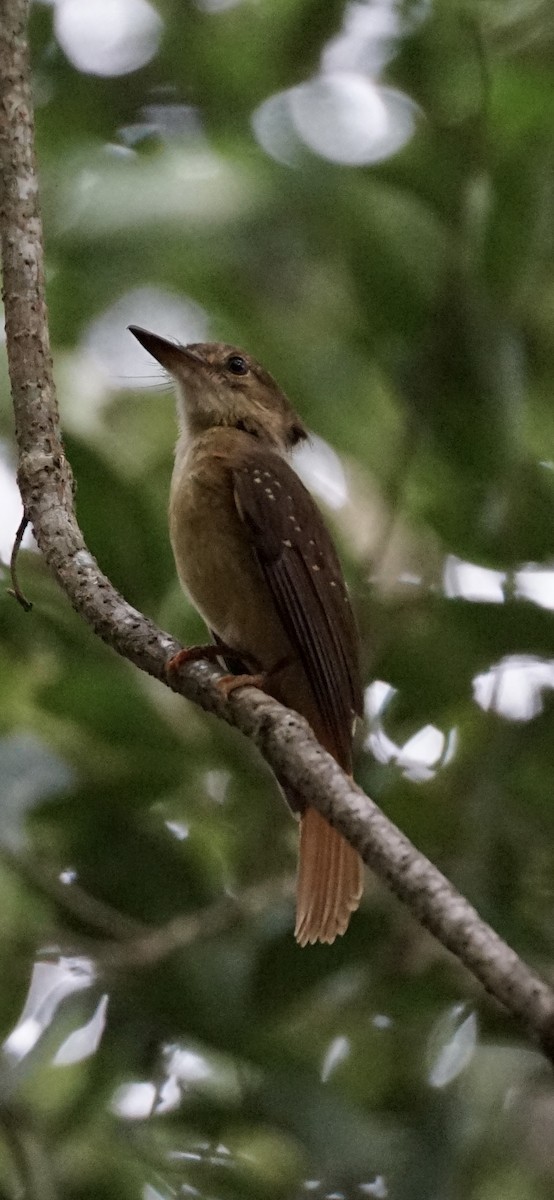 Tropical Royal Flycatcher - ML659650801