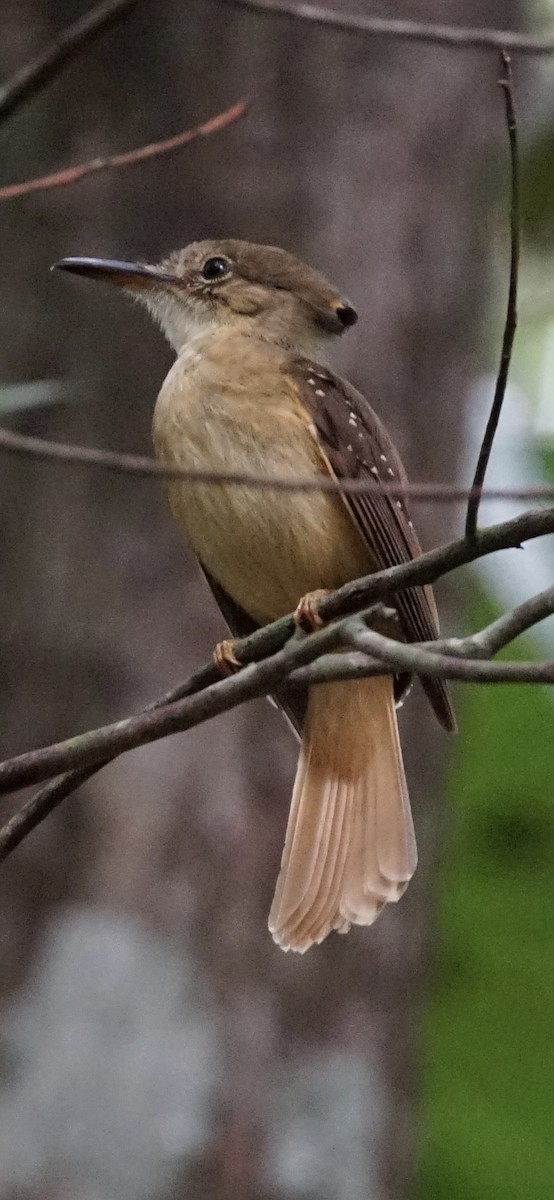 Tropical Royal Flycatcher - ML659650802