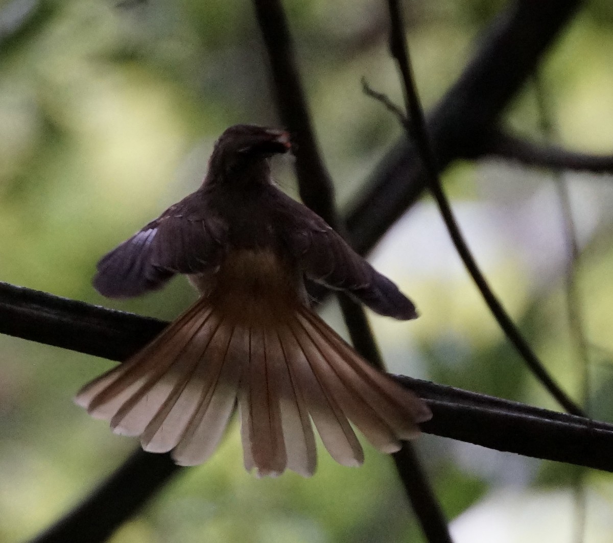Tropical Royal Flycatcher - ML659650803