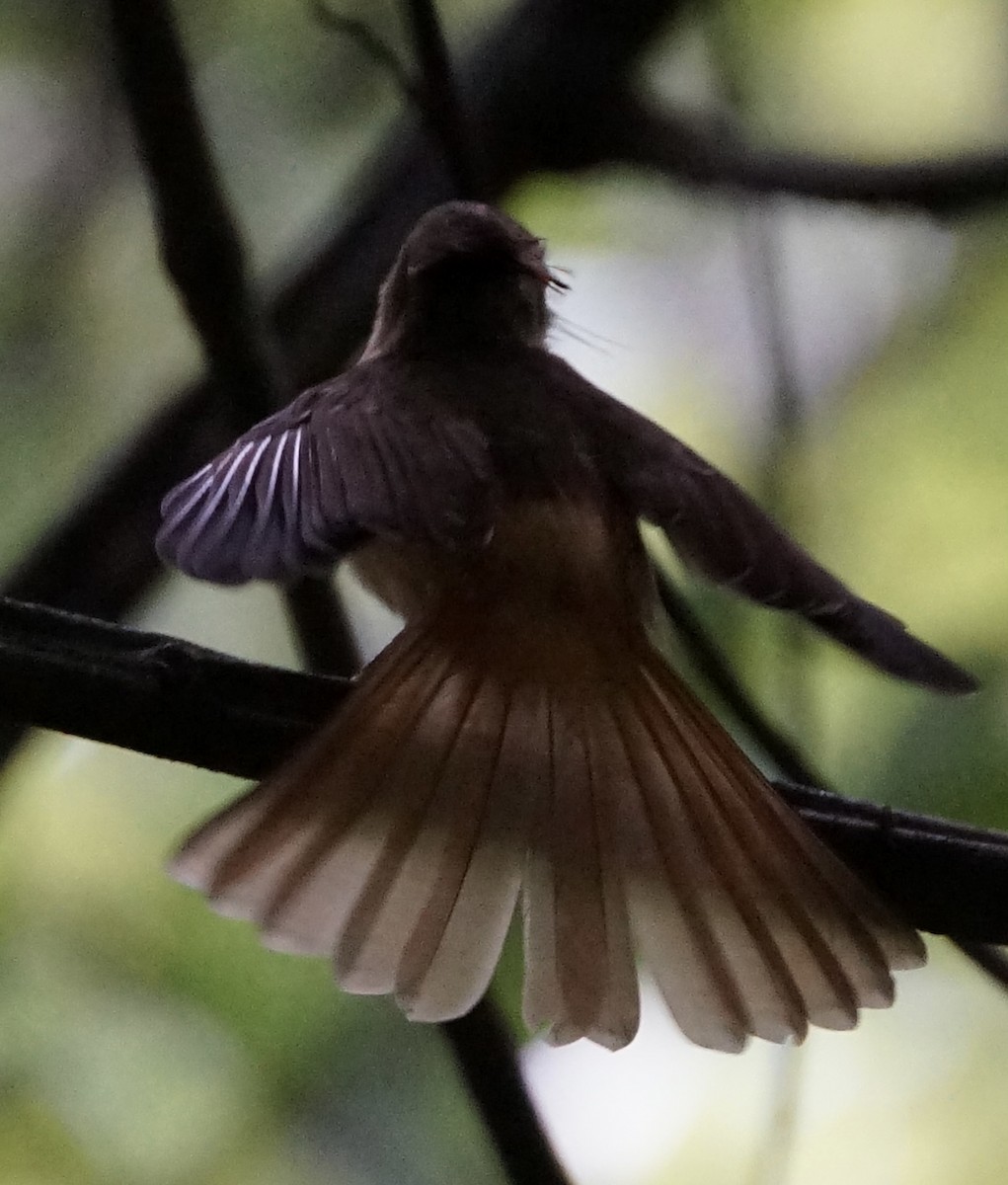Tropical Royal Flycatcher - ML659650804