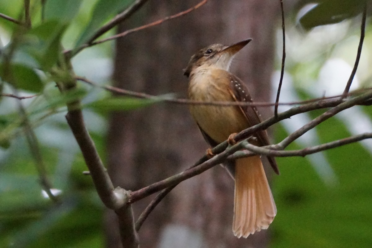 Tropical Royal Flycatcher - ML659650805