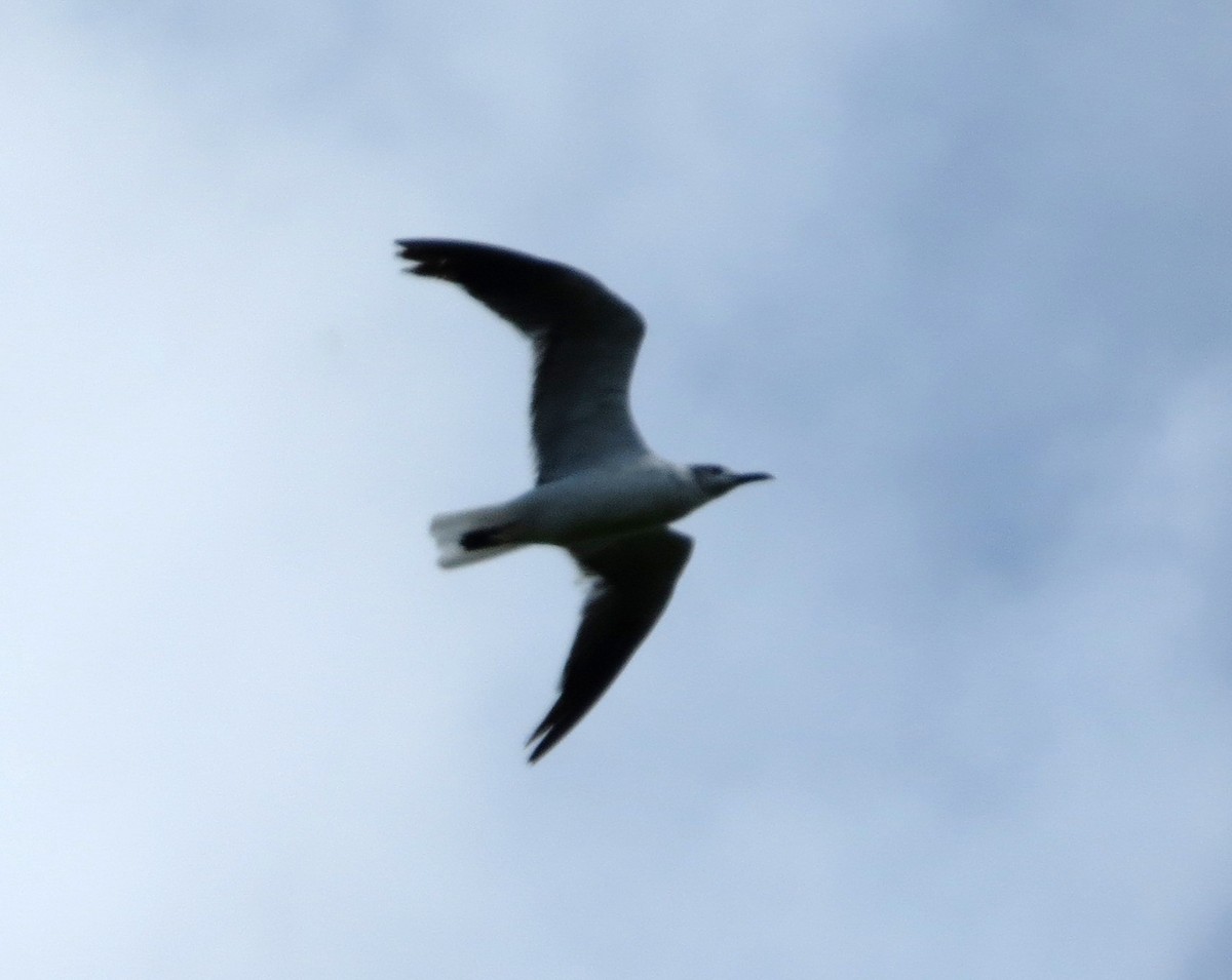 Laughing Gull - ML65965081