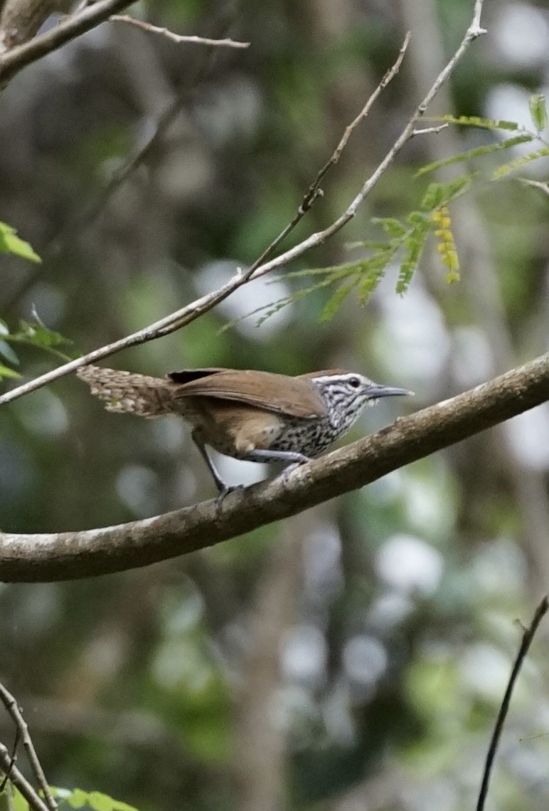 Spot-breasted Wren - ML659650815