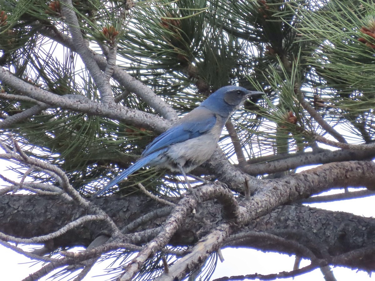 Woodhouse's Scrub-Jay (Woodhouse's) - ML659650839