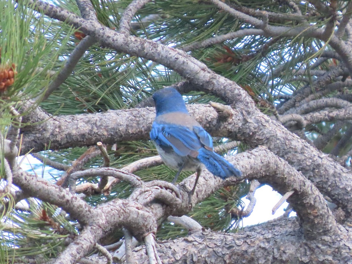 Woodhouse's Scrub-Jay (Woodhouse's) - ML659650840